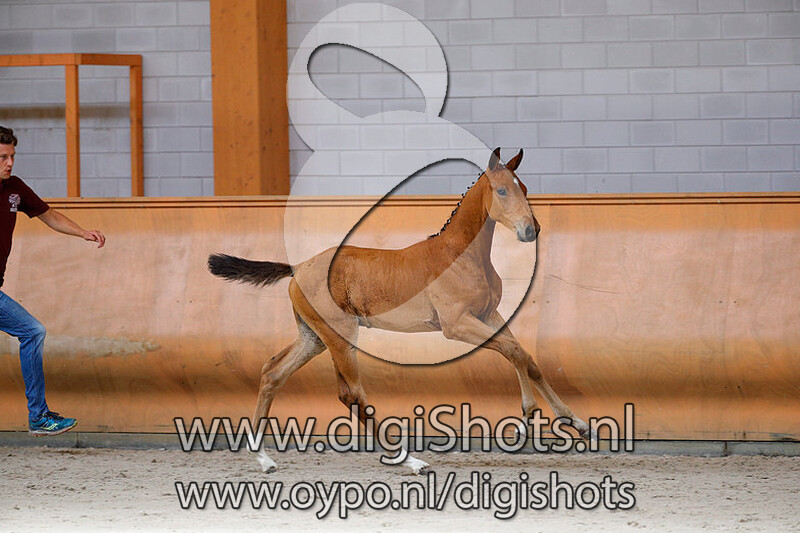 Handsome SP Z v. Hardrock Z