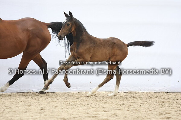 46 Veronique (Tattoo H&B x Zodiena v. Heartbreaker)