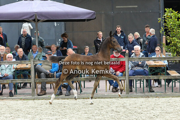 33 - Veezandro GK ( Cizandro x Eebert )