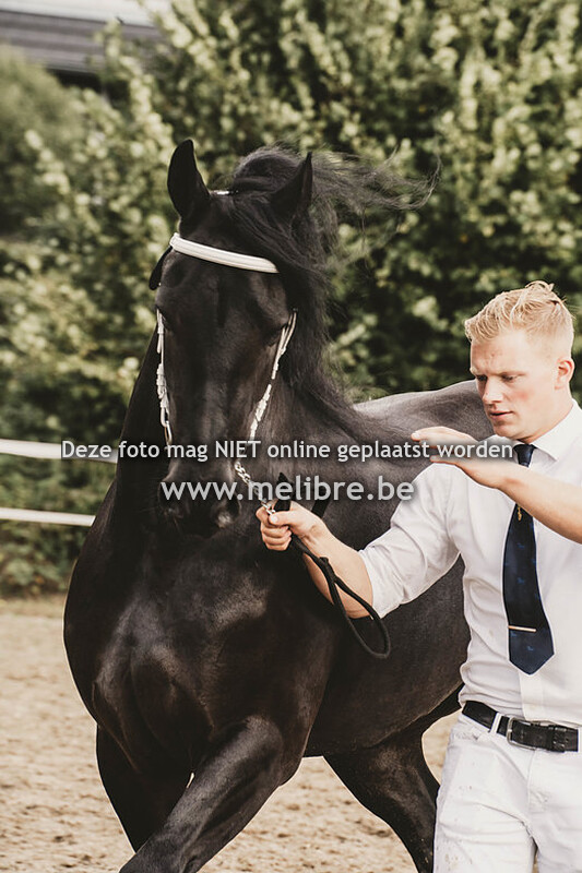Stamboekkeuring Boxtel - Friese Paarden