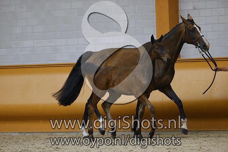 Quatro Z v. Querido VG Z