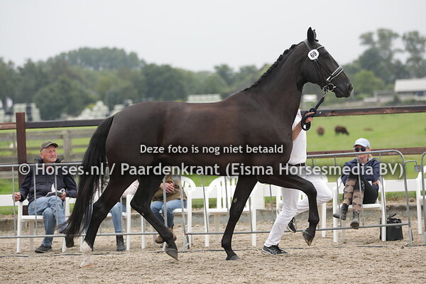 69 Martina (Ferdinand x Ferrolina v. Ferro)