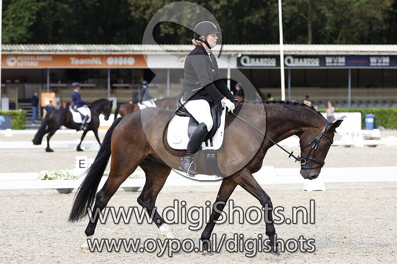 Ring 3 Klasse M2 Paarden