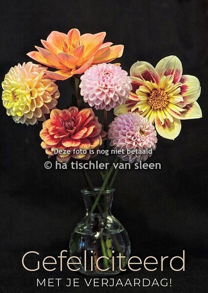 GEFELICITEERD MET DAHLIA'S