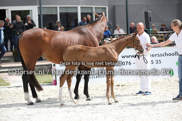 72 Odynn de Jeu (Escamillo x Idonee de Jeu v. de Niro)