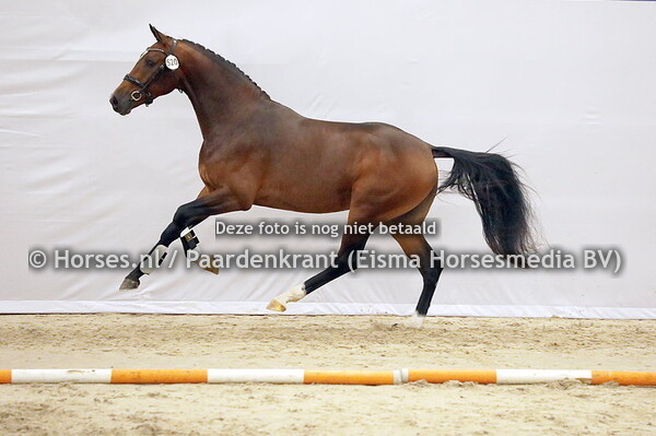 520 Radler Bloemendael Total Hope x Hienola v. Florencio)