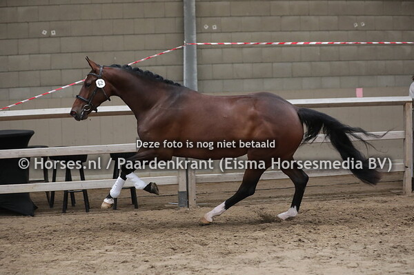 62 Nub Olivia (Habanna x Urity v. Olivi)