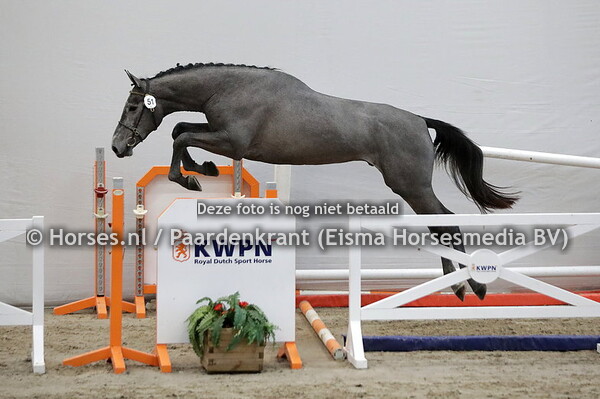 51 O-Cohinoor Ryal K (Cohinoor VDL x Montreal)