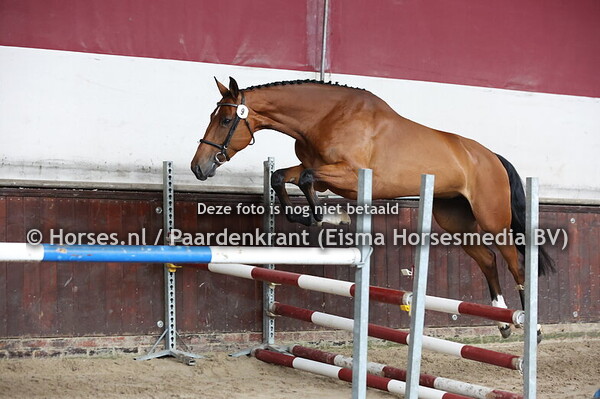 9 Ohlala (Apardi x Greattosca v. Carambole)