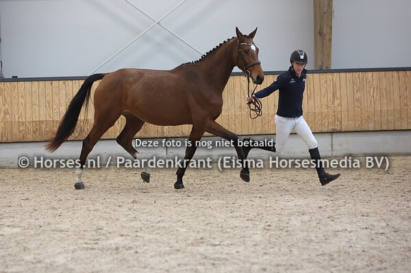 6 Shakira BMH (Inaico x Miracle v. Dakar VDL)