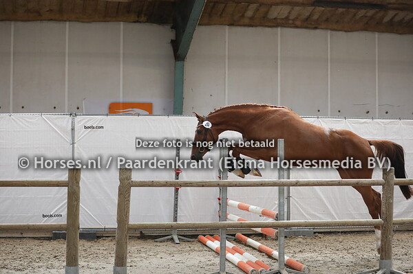 20 Molieone Contendro II x Olieone v. Zuidhorn)