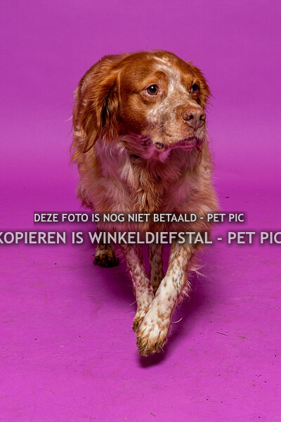 hond 04