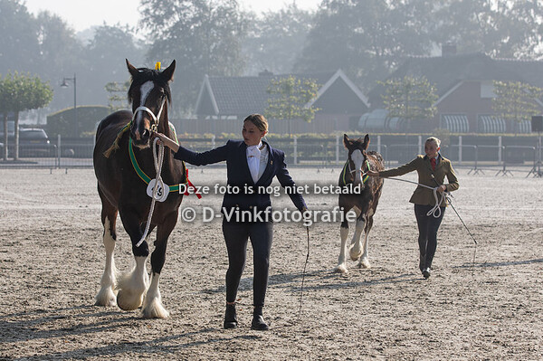 4. Veulenkampioenschap