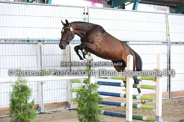 41 Sophie Tesse VDB (Diarado x Tesse v. Furore)