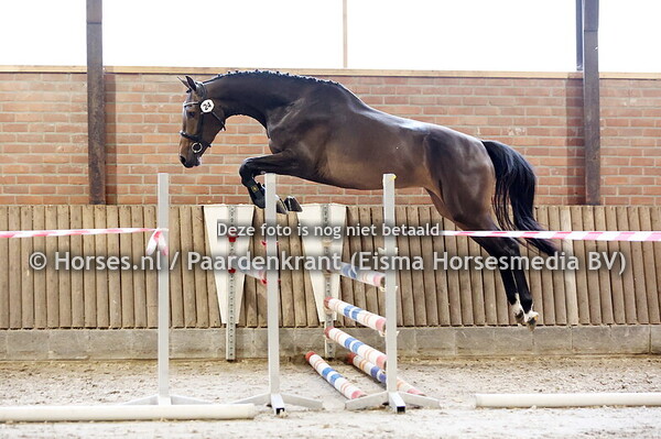 24 Suzicanta (Cantona TN x Muzicante v. Diamant de Semilly