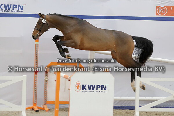 167 Grandito Z (Grandorado TN x Ebony v. Numero Uno)