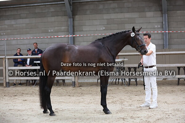 59 La Valencia (Glmourdale x Faith v. Krack C)