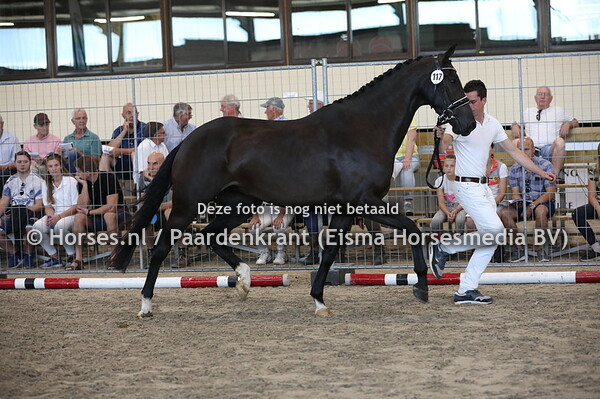 117 Kamilleke (Jazz x Milleke v Havidoff)