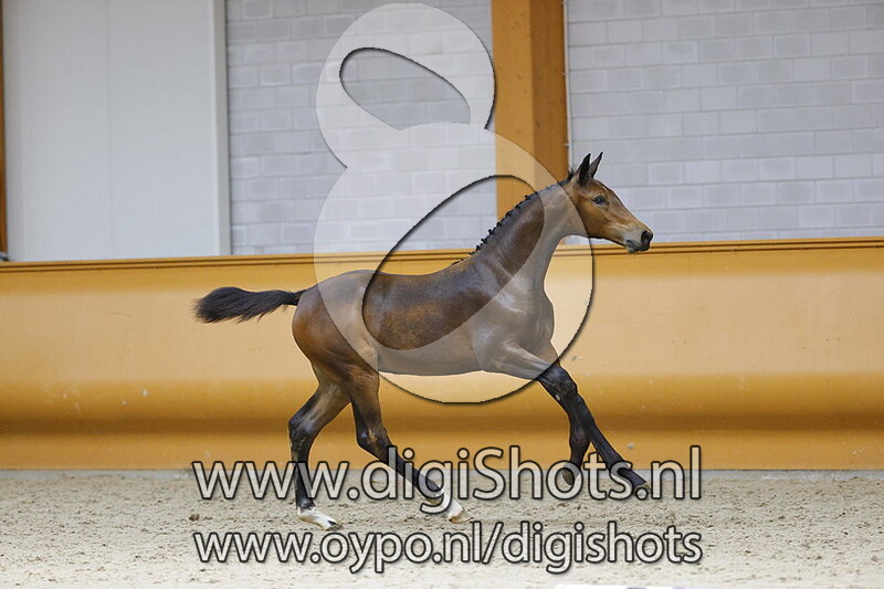 Perina v. Pegase van t Ruytershof