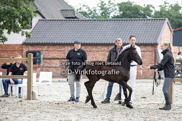 30. Senna Mae van de Black Stables