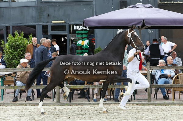 53 - Simona Lieza AC ( Icellie x Avion Pierre )