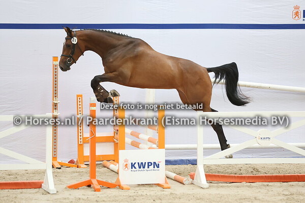 81 Sarissa (Landino x Clarissa v. Cantos)