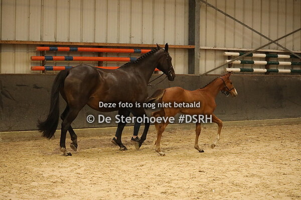 b. 17.vrouwelijke springveulens