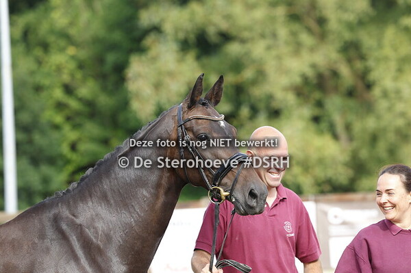 1. MERRIES 4 JAAR EN OUDER DRESSUUR