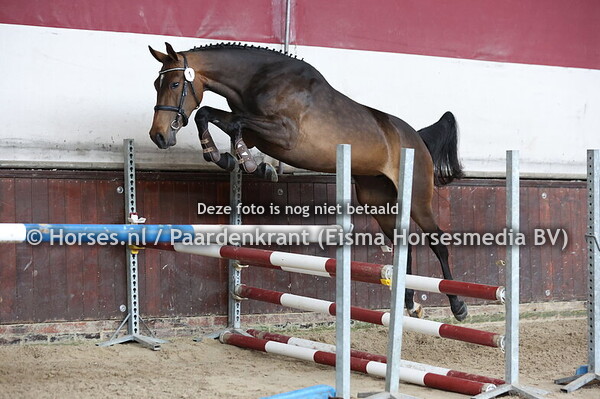 1 Starlynda vd Valckenborg (Arezzo x Hacarinda v. Carrera VDL)