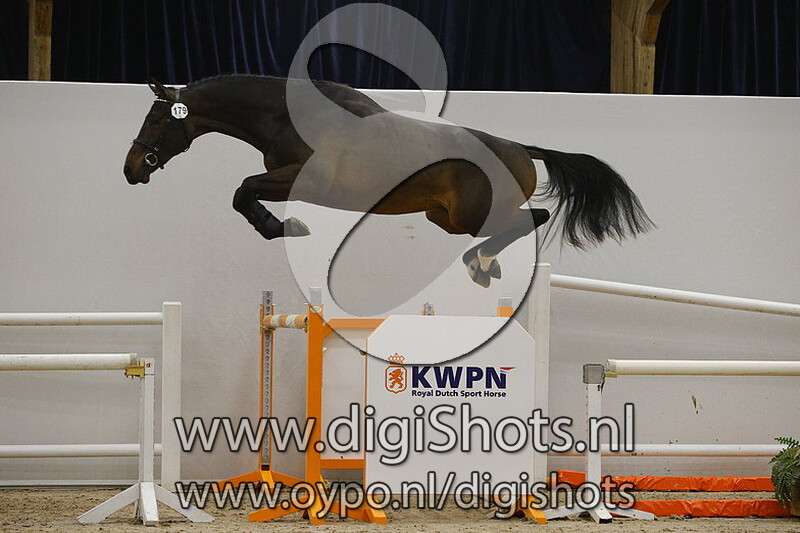 Neil Diamond VDL v. Thunder van de Zuuthoeve