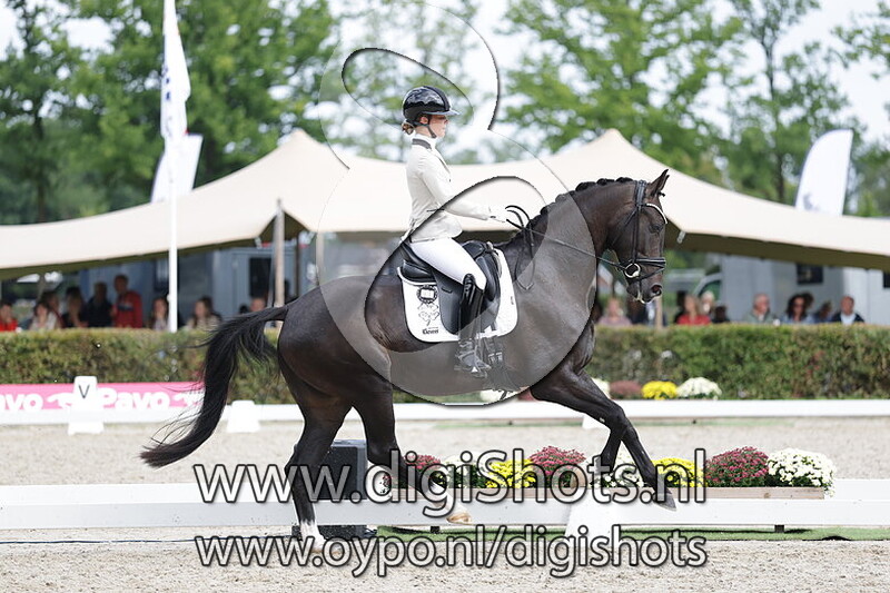 Klieveer's rocky cordes de mendoza