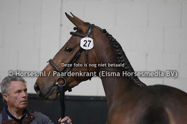 27 Pearl-Divette (Poker de Mariposa x Thriomphe v. Emilion)