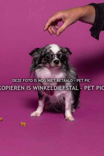 006 hond