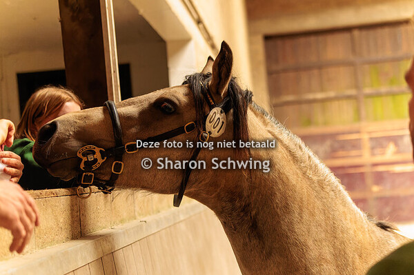 Hengst keuring + vrijsprong