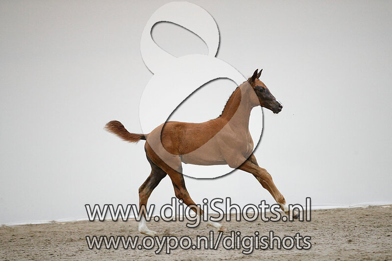 Olympia G v. Vivaldi