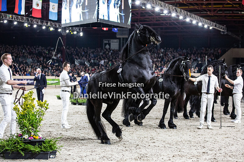 Friese KFPS stamboekhengsten