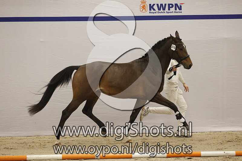 Stardancer V.D. v. Hermes