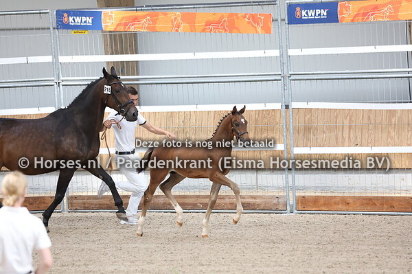 218 Vangelis (Rocky Norel x Anne v.Oscar)