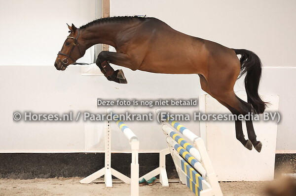 28 Cid Zenzi Mar Z (Conthargos x Zirocco Blue)