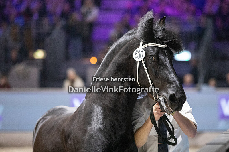 Hengstenkeuring 2024 Hielke 530