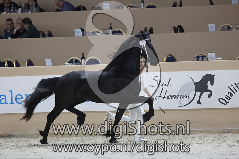 Markies van de Heemstede v. Jehannes 484 036