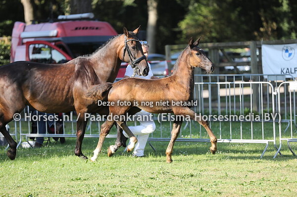 48 Senna van het Antink