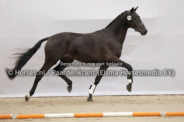 306 Revelin SVN  (Blue Hors Zack x Kehinde Esther v. De Niro