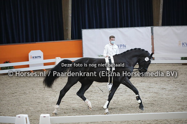 525 (Just Wimphof x Ferro)