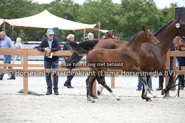 131 Oakland CLK (Illusion x Joytessa v. Etoulon)