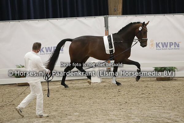 305 (Astrix x Lord Sinclair)