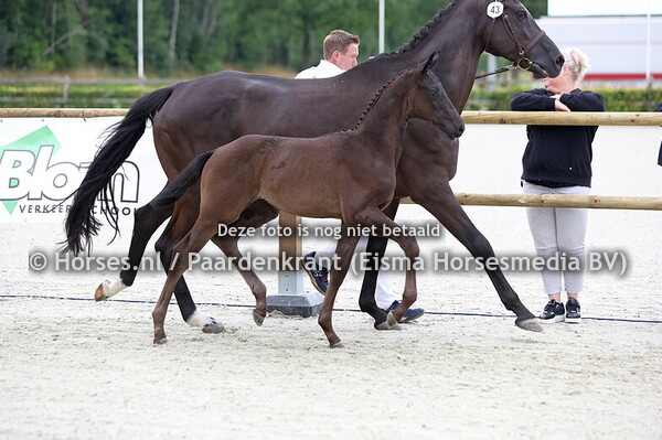 43 Virgil van Altrido (Secret x Jiandra v. Apache)