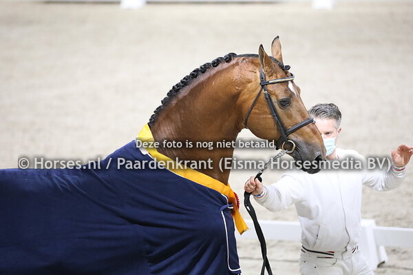 04-02-2022 Gelderse hengsten jong en oud