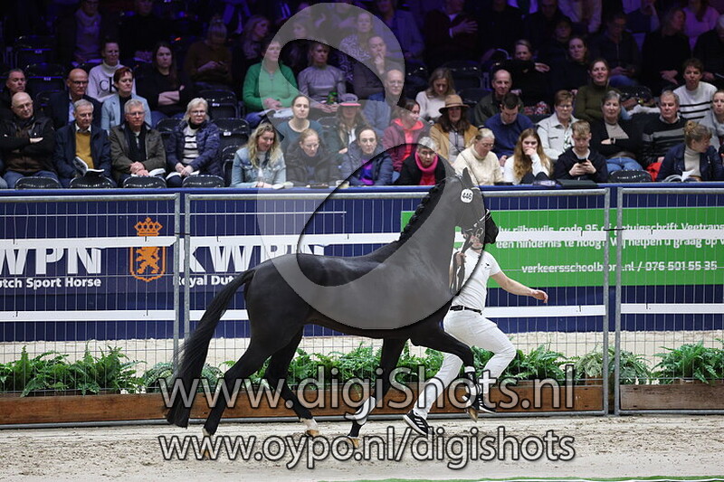 Super Chap K van de Rabinahoeve v. Merlot VDL
