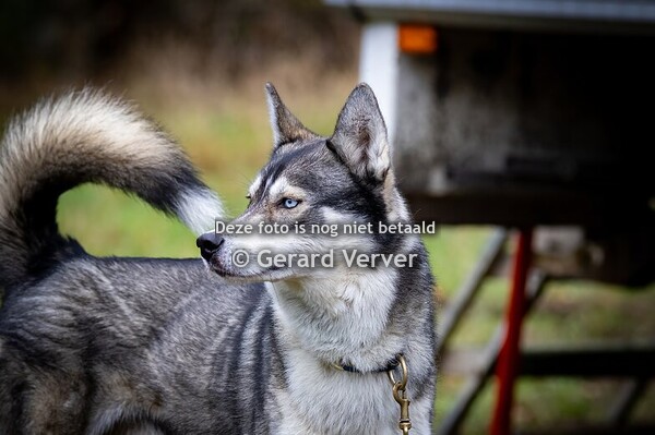 Pampa sleddog 2025 Sint Hubertus Trail